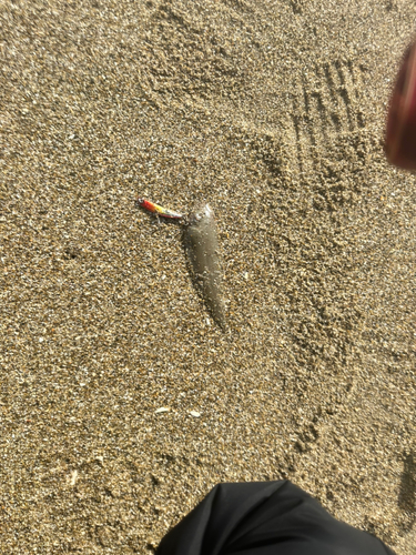 シタビラメの釣果