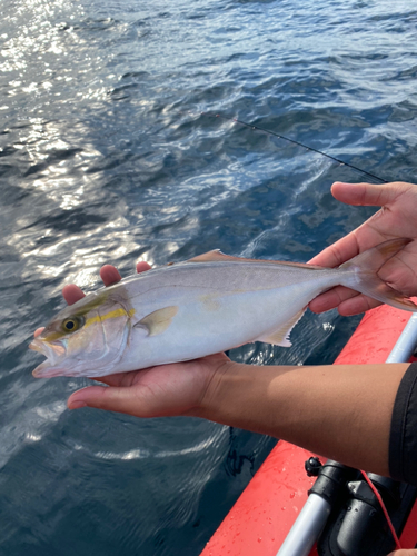 シオの釣果