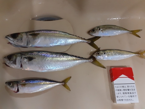 釣果