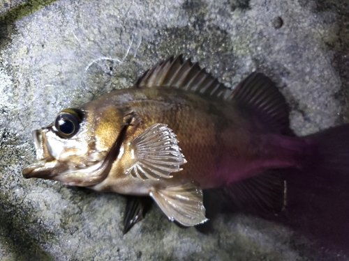 メバルの釣果