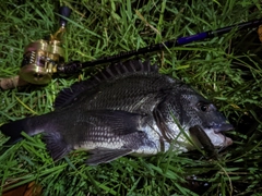 クロダイの釣果