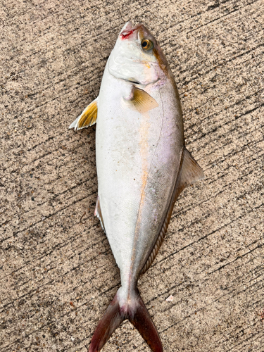 ショゴの釣果