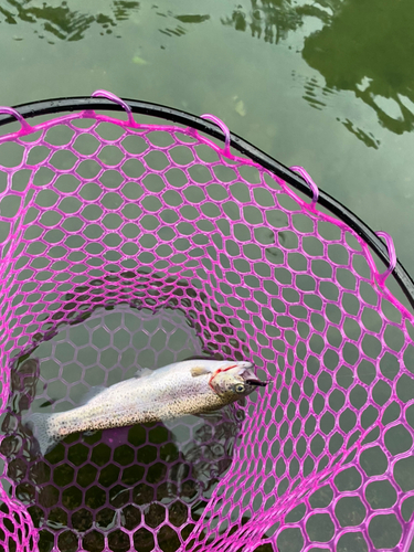 トラウトの釣果