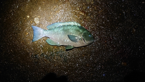 クチブトグレの釣果