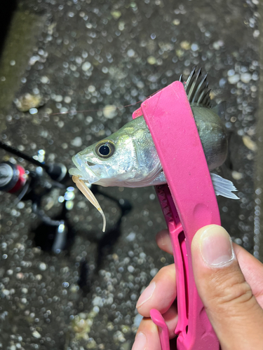 セイゴ（マルスズキ）の釣果