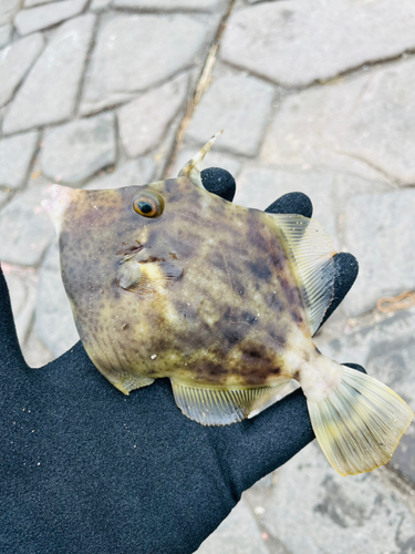 カワハギの釣果