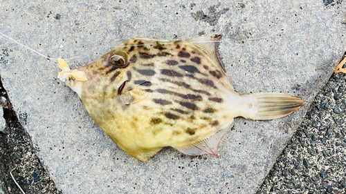 カワハギの釣果