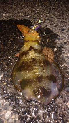 アオリイカの釣果
