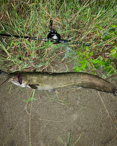 ナマズの釣果