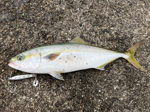 ハマチの釣果