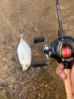 カスミアジの釣果