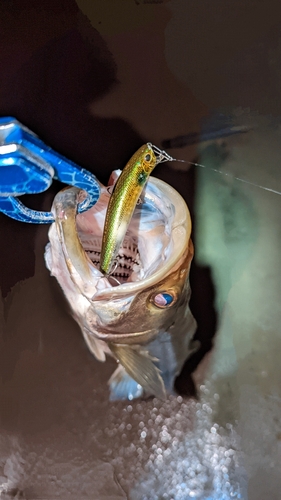 スズキの釣果