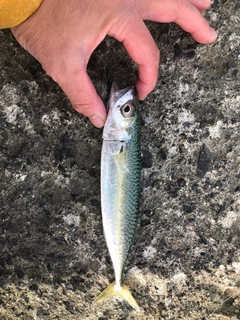 サバの釣果