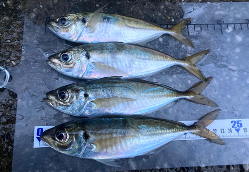 アジの釣果