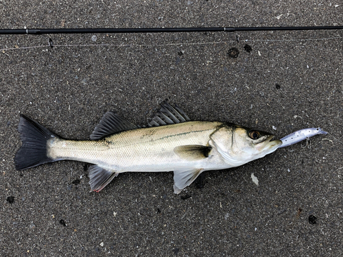 フッコ（マルスズキ）の釣果