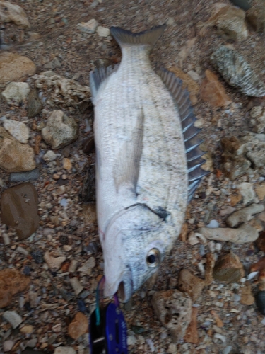 ミナミクロダイの釣果