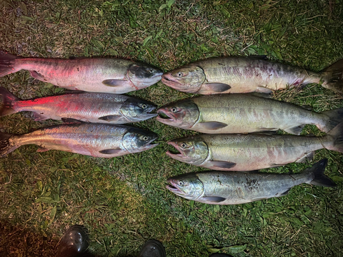 アキアジの釣果