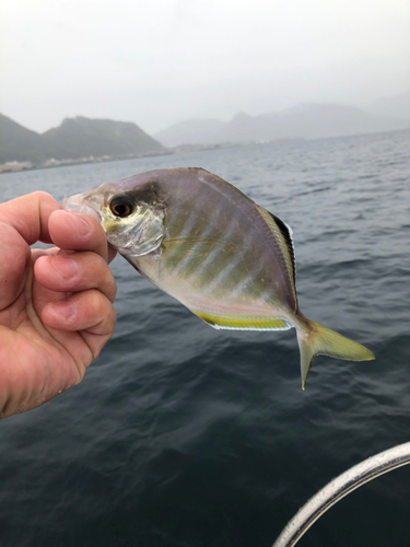 カイワリの釣果