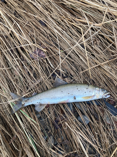 アユの釣果