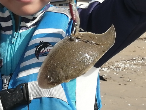 シタビラメの釣果