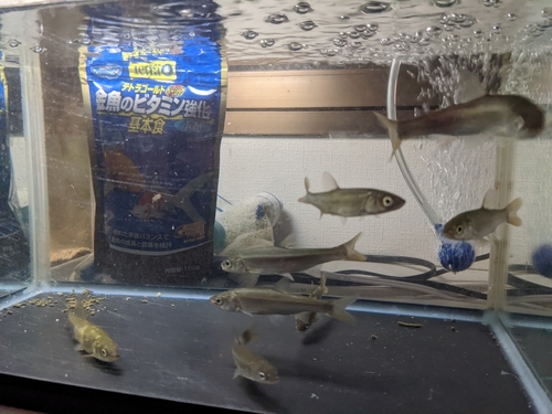 ウグイの釣果