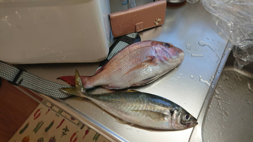 タイの釣果