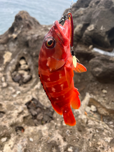 アカハタの釣果