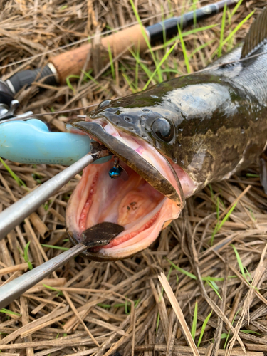 ライギョの釣果