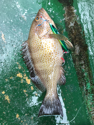 オオモンハタの釣果