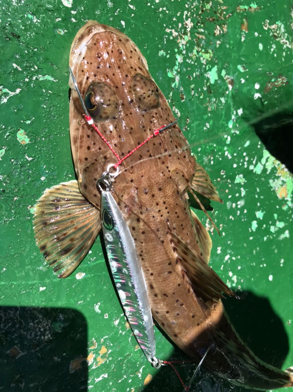 海パンさんの釣果 2枚目の画像