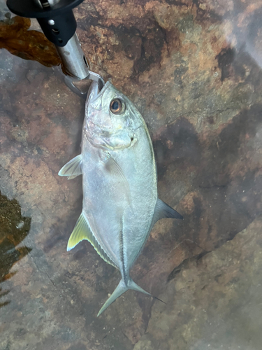 ギンガメアジの釣果