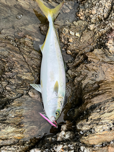 ヤズの釣果