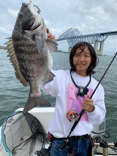 クロダイの釣果