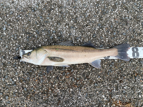 マルスズキの釣果