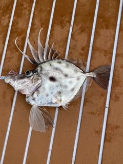 カガミダイの釣果