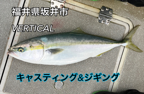 メジロの釣果