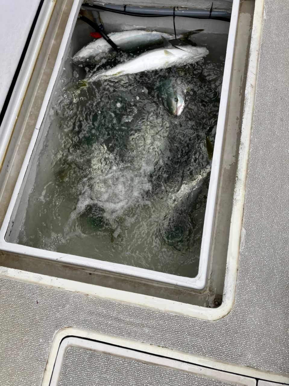 釣りワラビー@船釣り日記さんの釣果 2枚目の画像