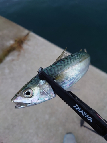 サバの釣果