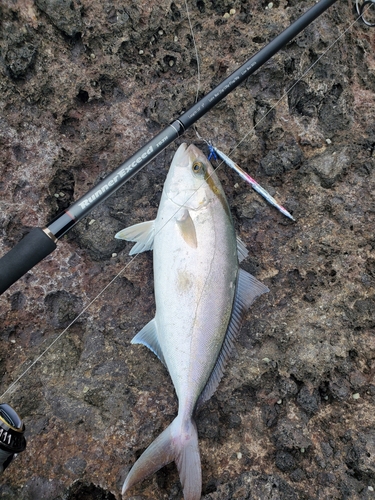 カンパチの釣果