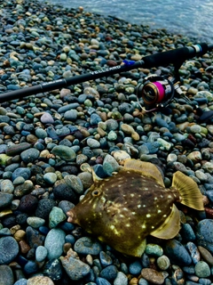 カワハギの釣果