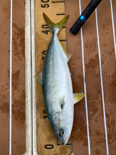 イナダの釣果