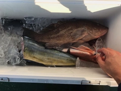 オオモンハタの釣果