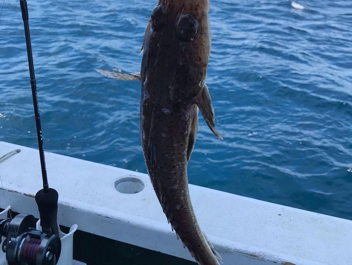 海パンさんの釣果 2枚目の画像