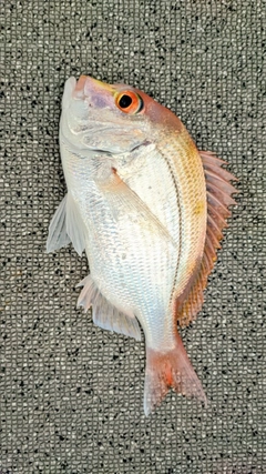 レンコダイの釣果