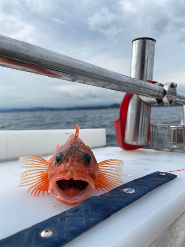 ユメカサゴの釣果