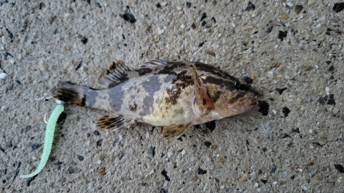 タケノコメバルの釣果