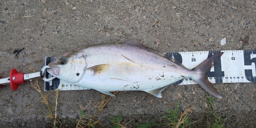 ショゴの釣果