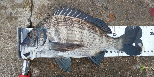 クロダイの釣果