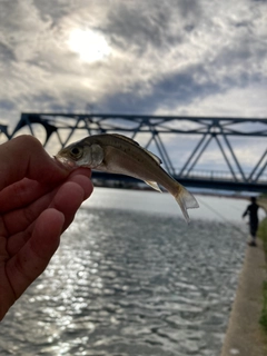 セイゴ（マルスズキ）の釣果