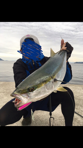 ハマチの釣果